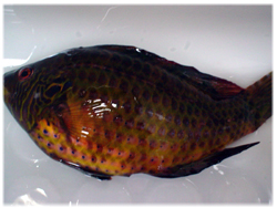 なんていう魚でしょう？