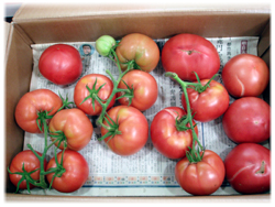 新鮮無農薬トマト