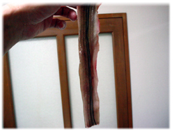 さばいたアナゴ