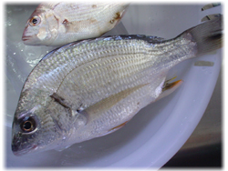 キッチンの洗い桶の中のキビレ