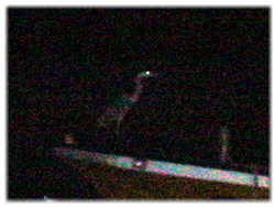 何ていう種類の鳥でしょう？