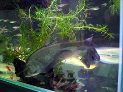 インディアンブラックナイフ