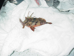 オレしか釣れんってば。。。