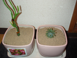 ドラゴンフルーツ