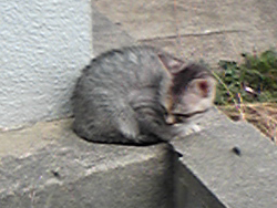 クリニックの裏にいた子猫