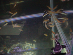 レッドテールキャット