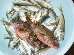 今日の釣果