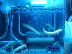 ポリプテルス・セネガルス