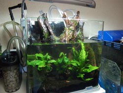 アクアテラリウム