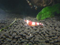 レッドビーシュリンプ